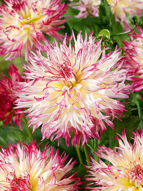 Cream and blush pink Dahlia Caproz Josephine bloom