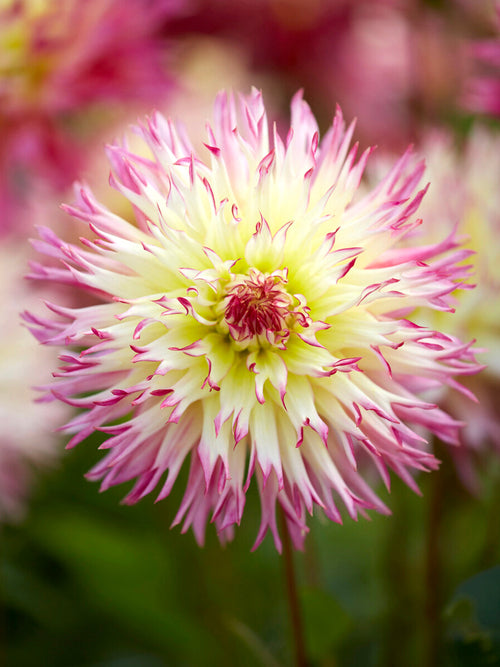 Close-up of soft textured fimbriata dahlia flower