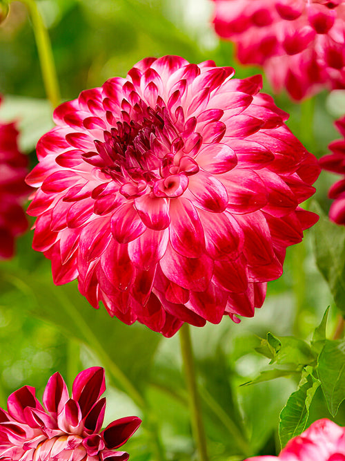 Large bi-coloured Dahlia ‘Caproz Pizzazz’ flower head