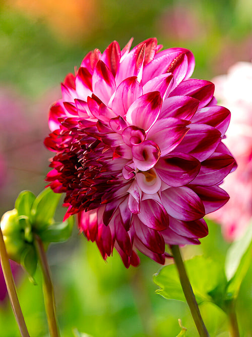 Dahlia ‘Caproz Pizzazz’ white and pink flower