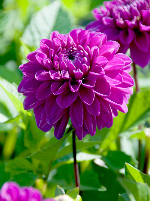 Dahlia ‘Cartouche’ deep magenta-purple bloom close-up
