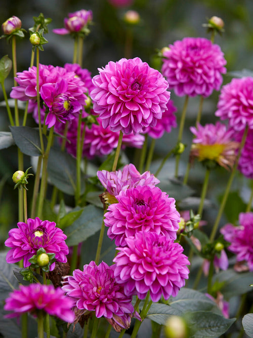Decorative Dahlia ‘Cartouche’