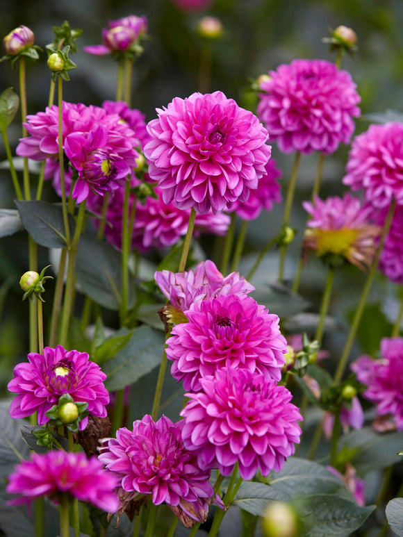 Decorative Dahlia ‘Cartouche’