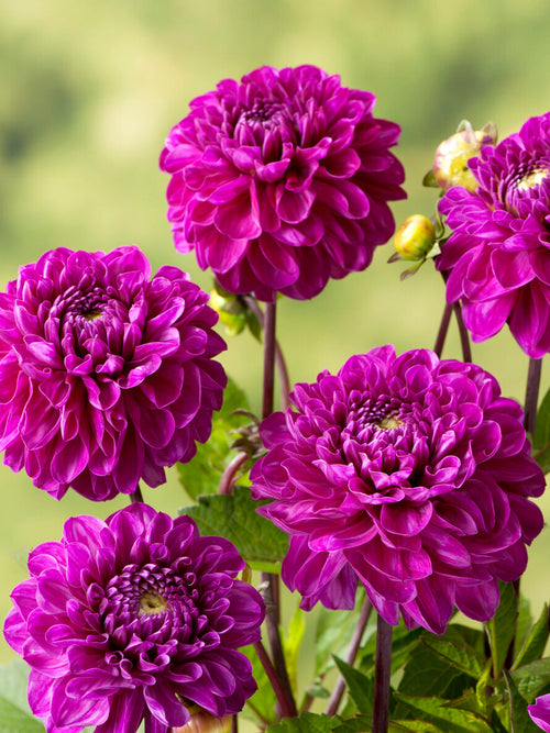 Dahlia Cartouche - EU spring delivery