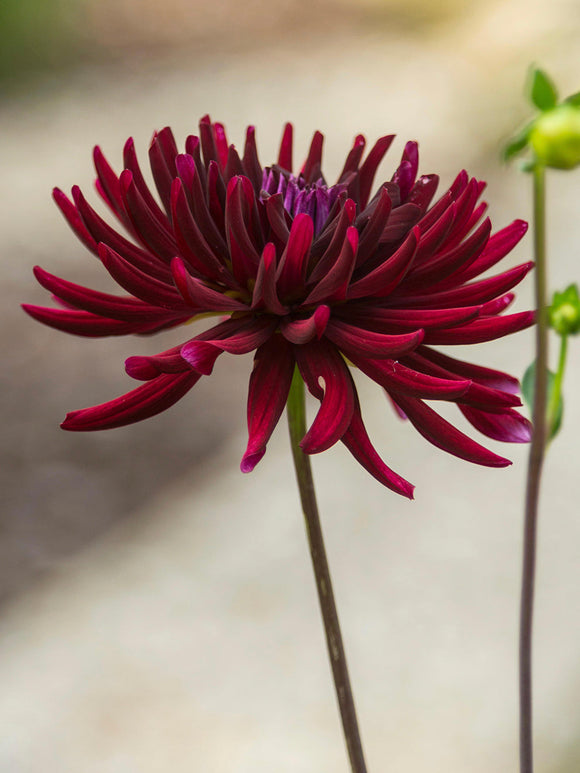 Close-up of deep red nearly black dahlia flower Chat Noir