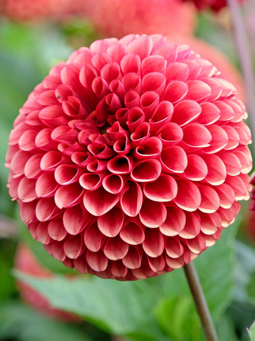 Round copper Dahlia ‘Copper Boy’ flower head