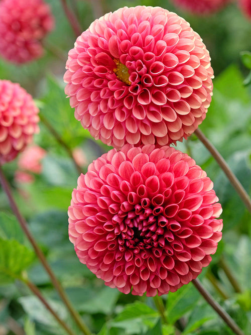 Dahlia Copper Boy