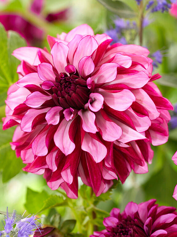 Dahlia Cranberry Classic tubers