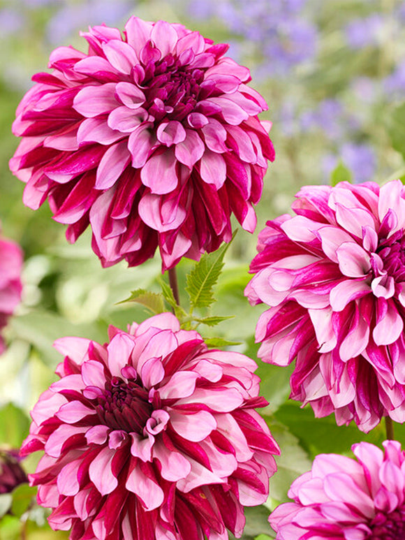 Dahlia Cranberry Classic for EU shipping