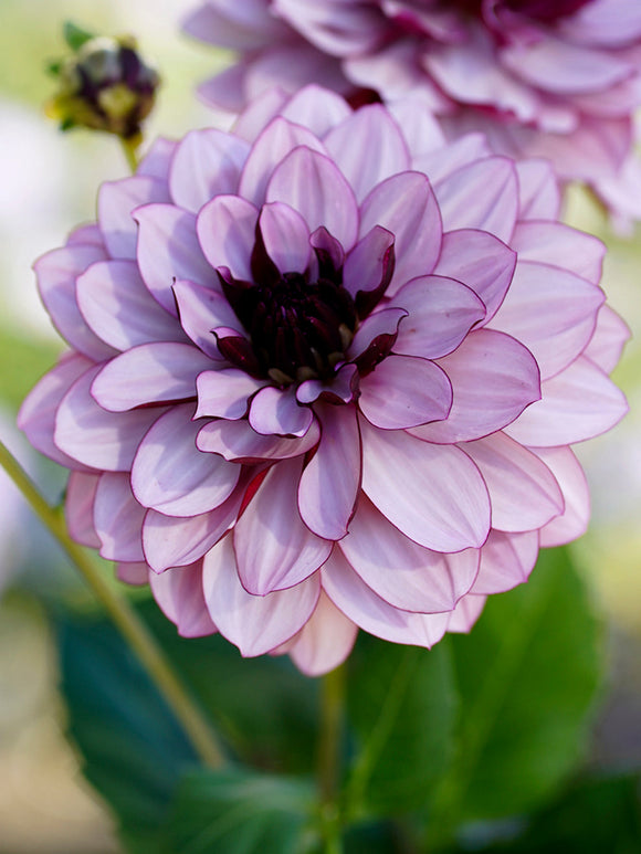 Decorative Dahlia Creme de Cassis