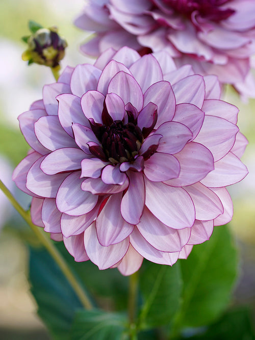 Dahlia Creme de Cassis EU shipping in the spring