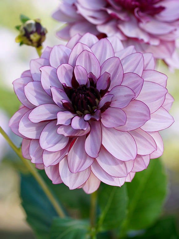Dahlia Creme de Cassis EU shipping in the spring