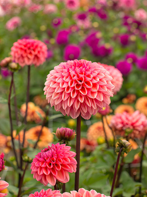 Dahlia ‘Daisy Duke’ soft pink-salmon ball bloom