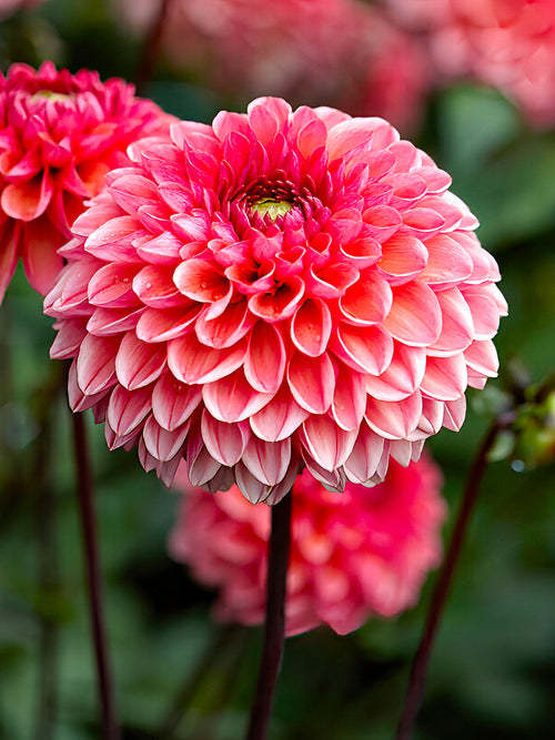 Dahlia Daisy Duke - EU spring delivery