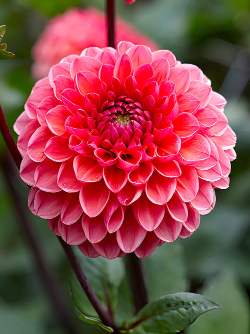 Dahlia Daisy Duke