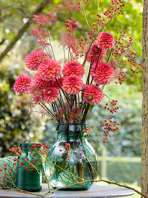 Cut stems of Dahlia ‘Daisy Duke’ in vase