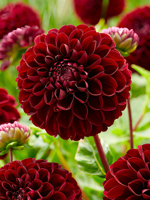 Dahlia ‘Dark Spirit’ deep crimson ball-shaped bloom