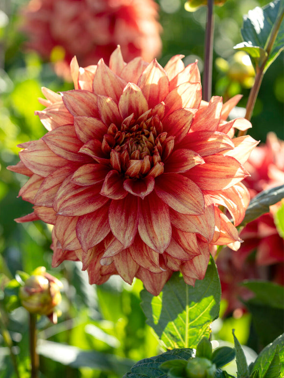 Decorative Dahlia Dazzling Magic with red and yellow tones