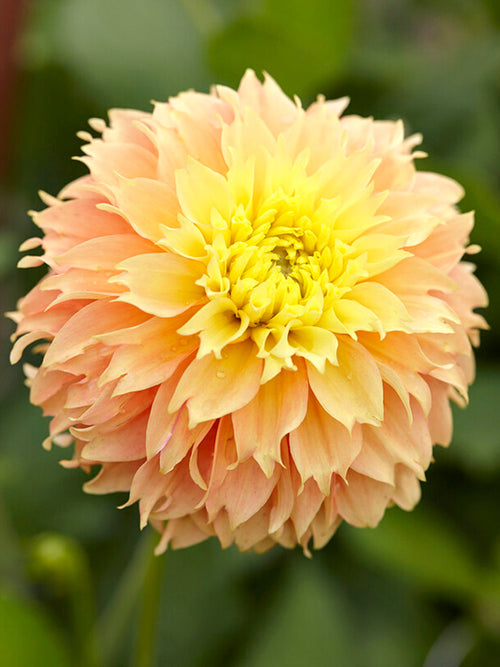 Dahlia Deep Impact tubers