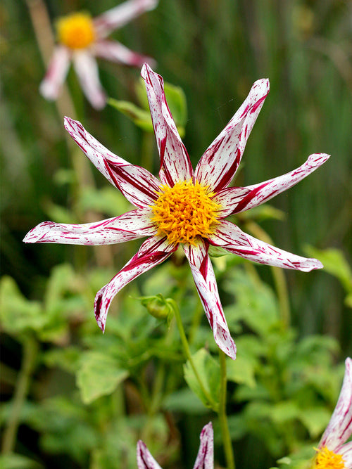 Star shaped Dahlia Destiny’s Teacher with red streaks