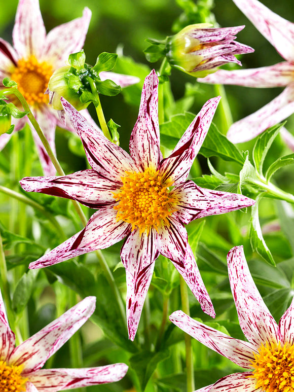 White and wine red star dahlia close up bloom