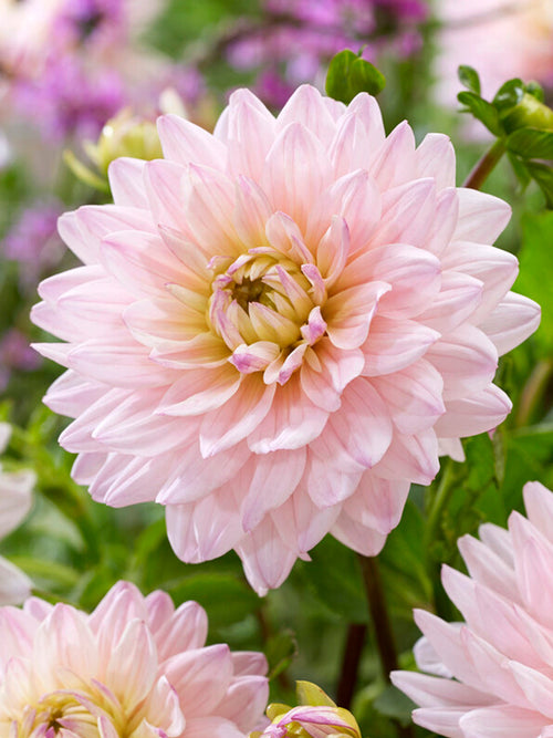 Buy Dahlia Diana's Memory