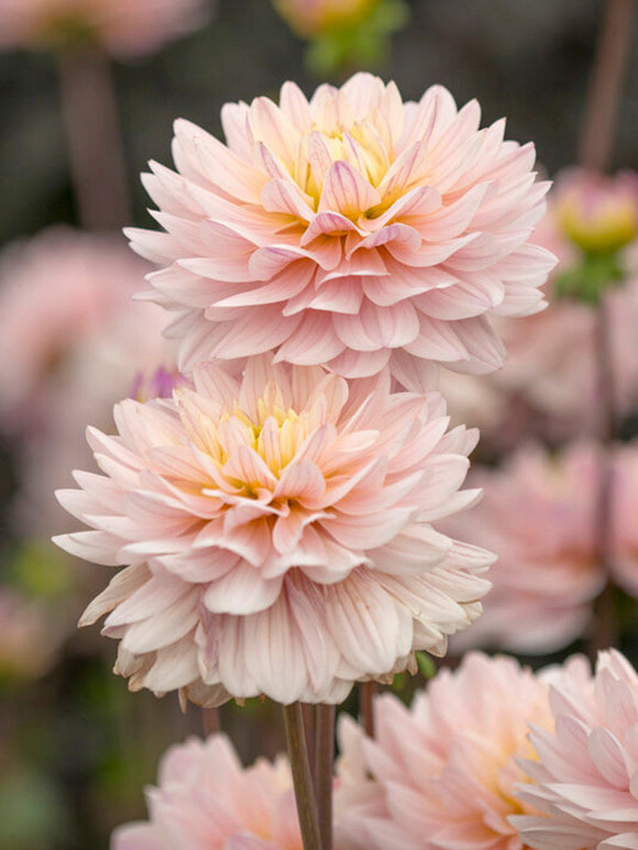 Buy Dahlia Diana's Memory Tubers from Holland