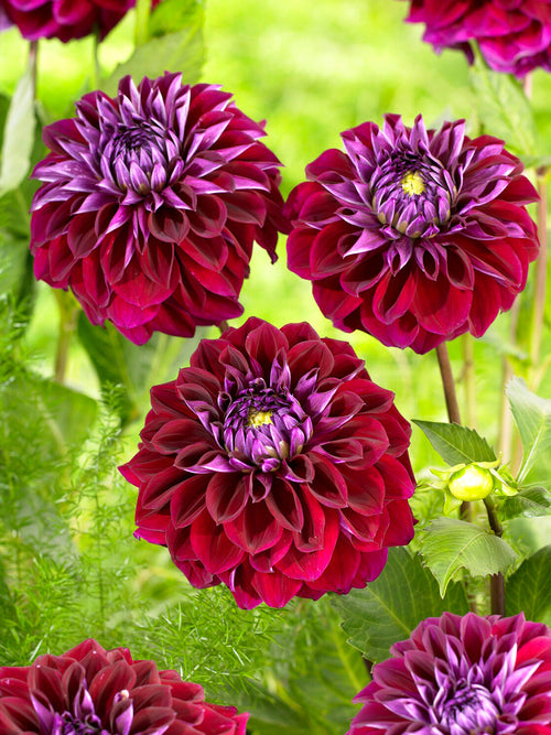 Deep wine red decorative Dahlia Diva in bloom