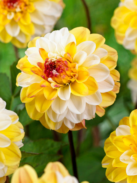 Decorative Dahlia Double Jill with yellow and cream tones