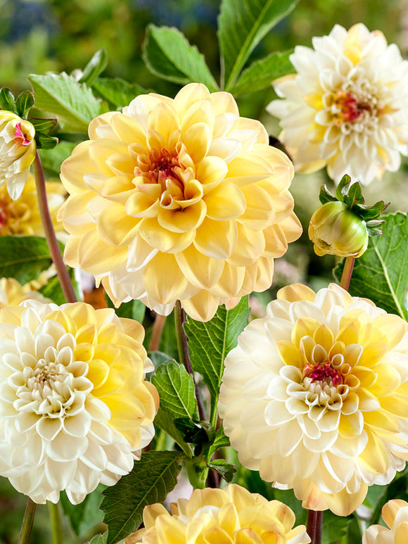 Dahlia Double Jill in summer garden border planting
