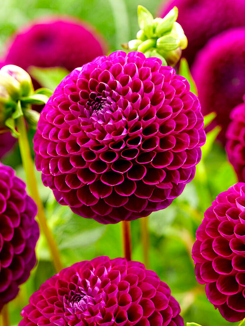Dahlia 'Downham Royal' burgundy bloom