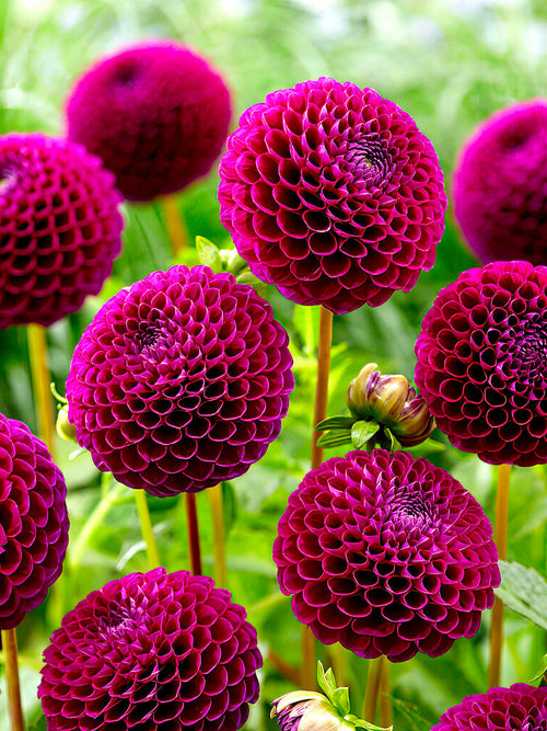 Dahlia 'Downham Royal' in full bloom