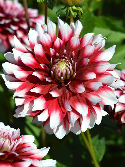 Dahlia Duet tubers from Holland