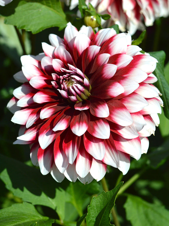 Dahlia Duet Tubers for EU shipping