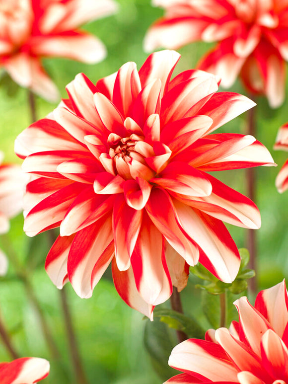 Dahlia Dynamite tubers
