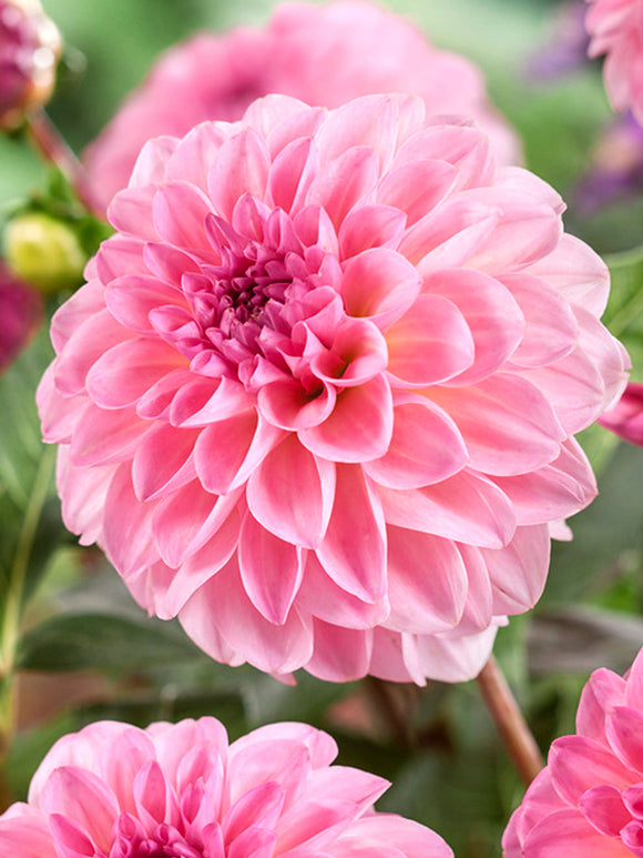 Dahlia Esli Tubers from Holland