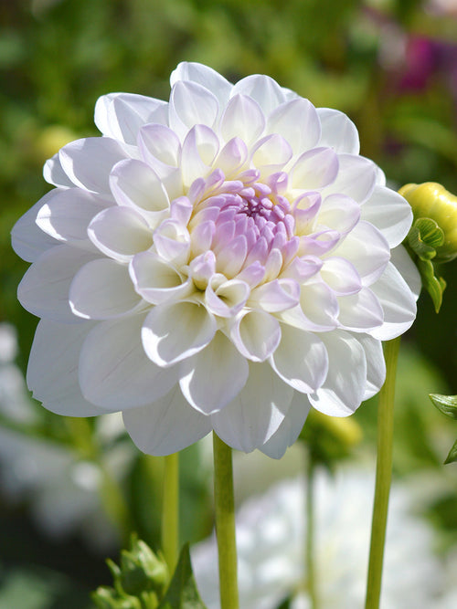 Decorative Dahlia Eveline tubers from Holland