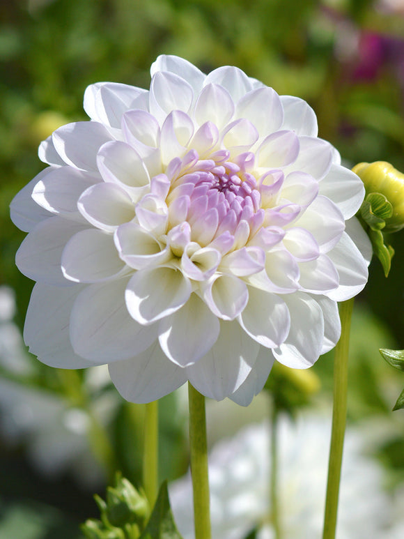 Decorative Dahlia Eveline tubers from Holland