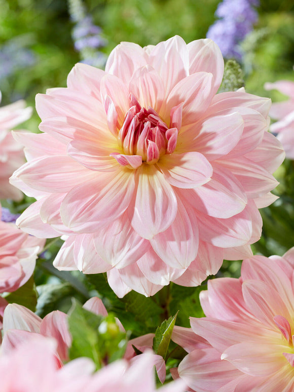 Blush pink Dahlia Fairway Pilot with yellow centre