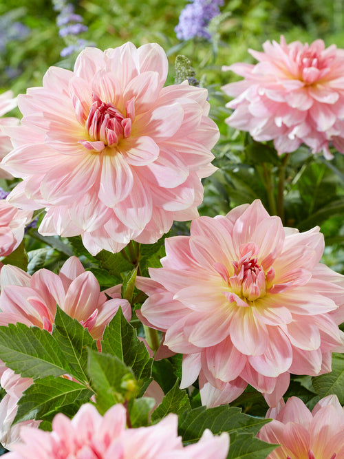 Elegant pink and cream dahlia flower in summer garden