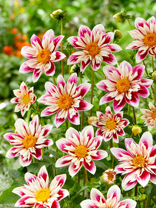 Close-up of pink and white dahlias called 'Fashion Monger' with yellow centers in a garden setting.