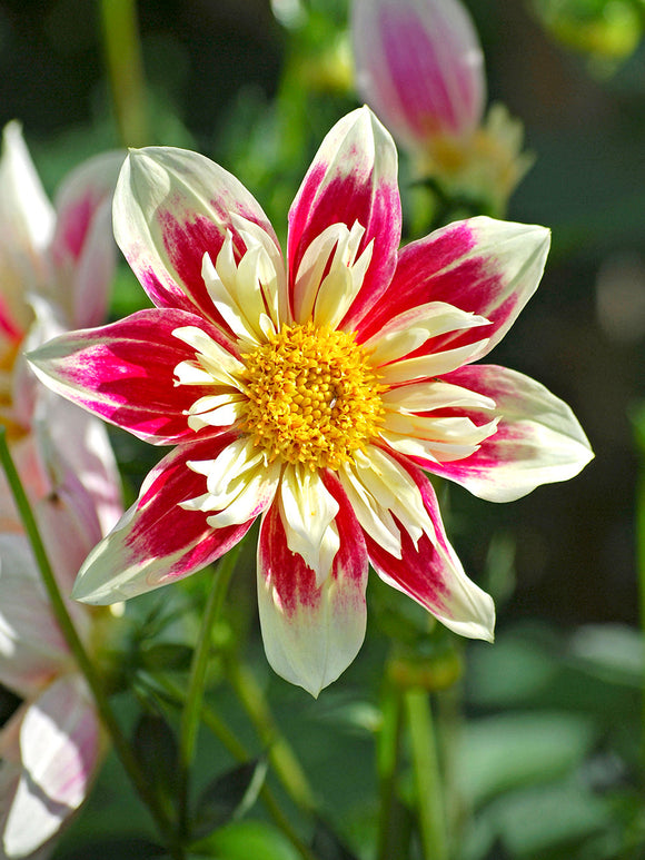 Close-up of a pink and white collarette dahlia called Fashion Monger with a yellow center in a garden setting.