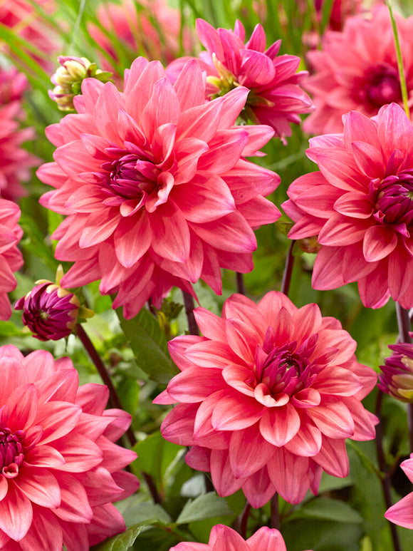 Dahlia Feline Yvonne Tubers EU shipping