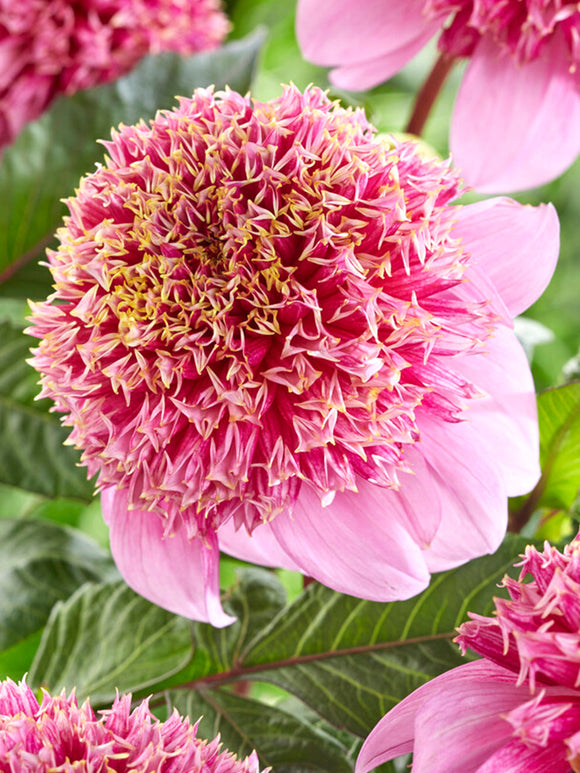Dahlia Fenna Baaij top size tubers from Holland