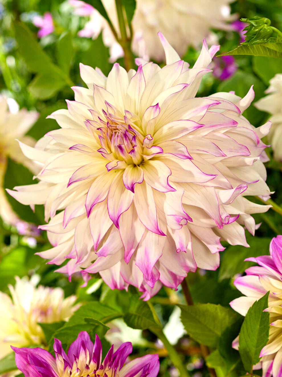 Dahlia Ferncliff Illusion Dinner Plate Dahlia Tubers DutchGrown dahlia-ferncliff-illusion-dinner-plate-dahlia-tubers-dutchgrown