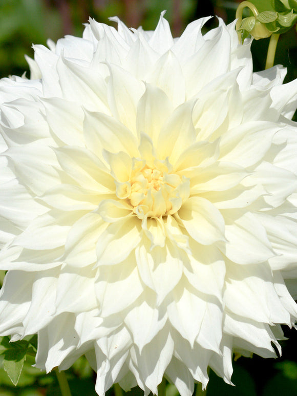 Buy Dahlia Fleurel top size tubers for spring planting