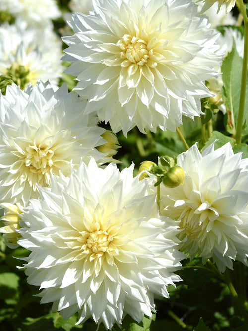 Buy Dahlia Fleurel Tubers for EU delivery