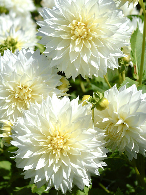 Buy Dahlia Fleurel Tubers for EU delivery