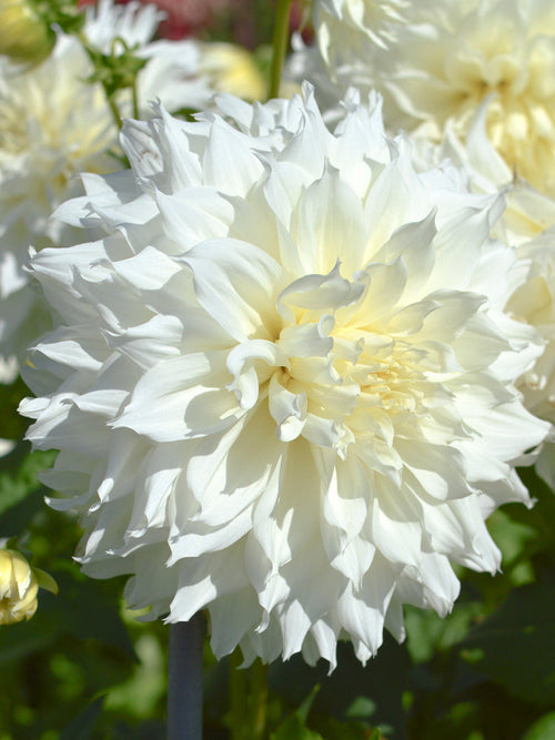 Dahlia Fleurel Tubers from Holland