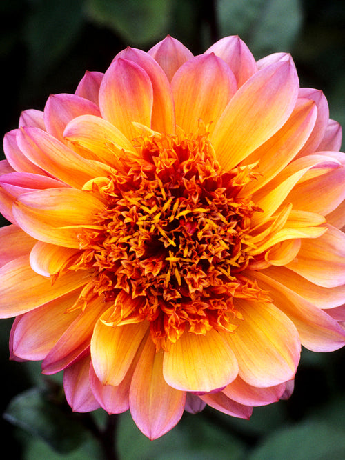 Anemone dahlia Floorinoor in full bloom with warm pink and orange tones and dark green foliage in summer garden